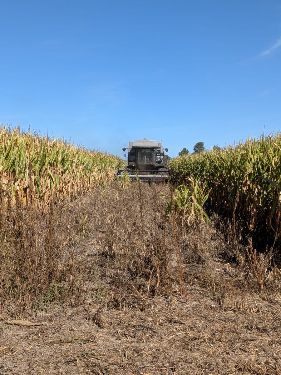 Combined my strip cropped black beans. They yielded a less than the block planted black beans. I will have to crunch some numbers to see if works better than strip cropped soys.