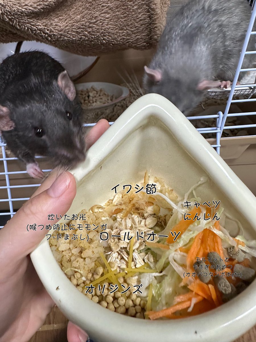 今日の日替わり朝ごはん
この中ではお米だけそれぞれに手渡し
(マリちゃん痩せがちだから多め笑)