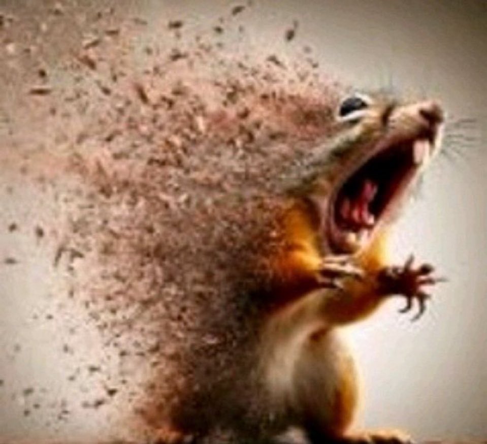 0xbQuery's tweet image. Me when I, because story that moral, squirrel.