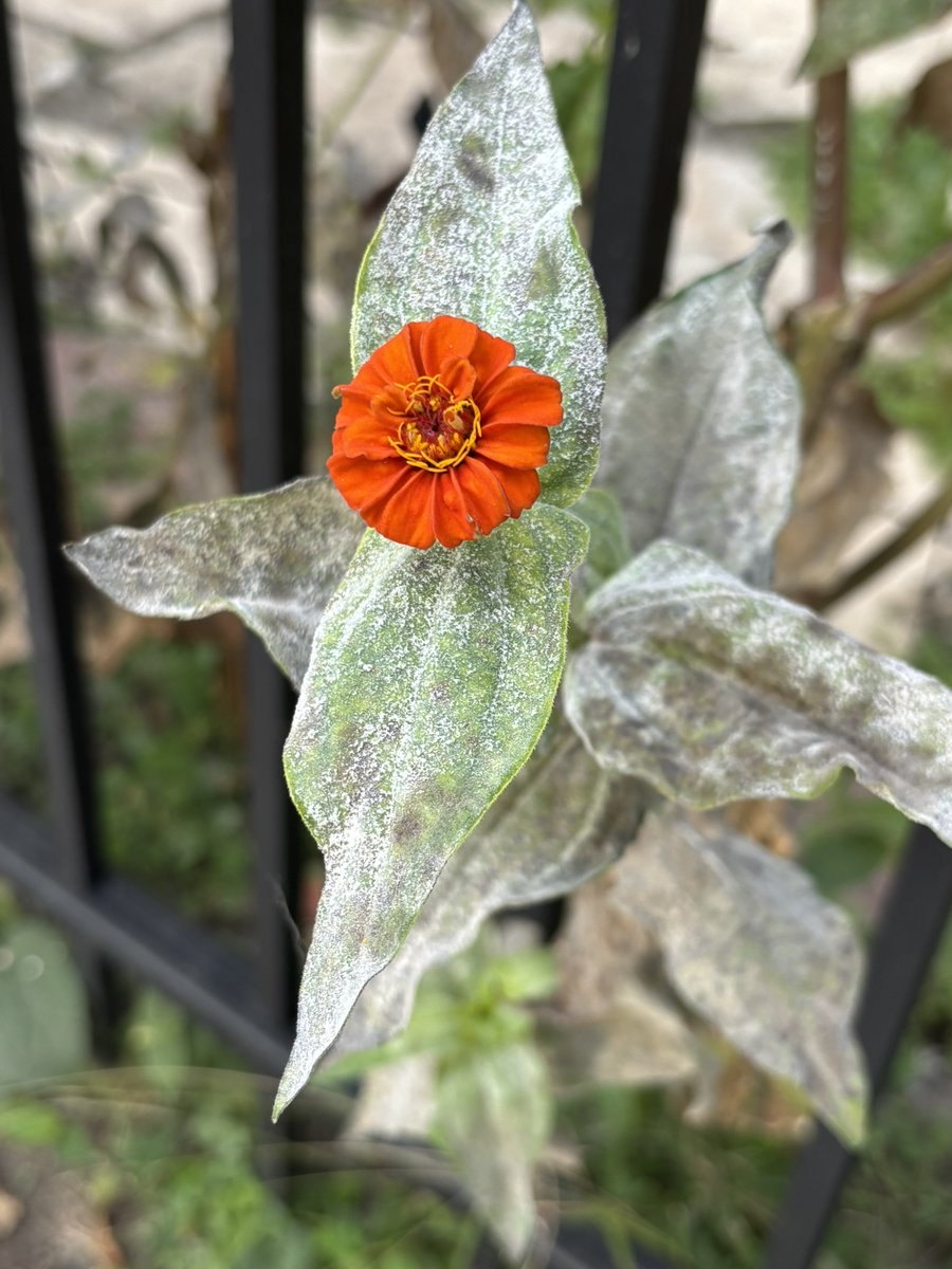 tokttokhada's tweet photo. κ°μμ΄κ° μ΄λ κ² μ€μλκ΅°μ
#μ°°μΉ΅μ μ #fallvibe