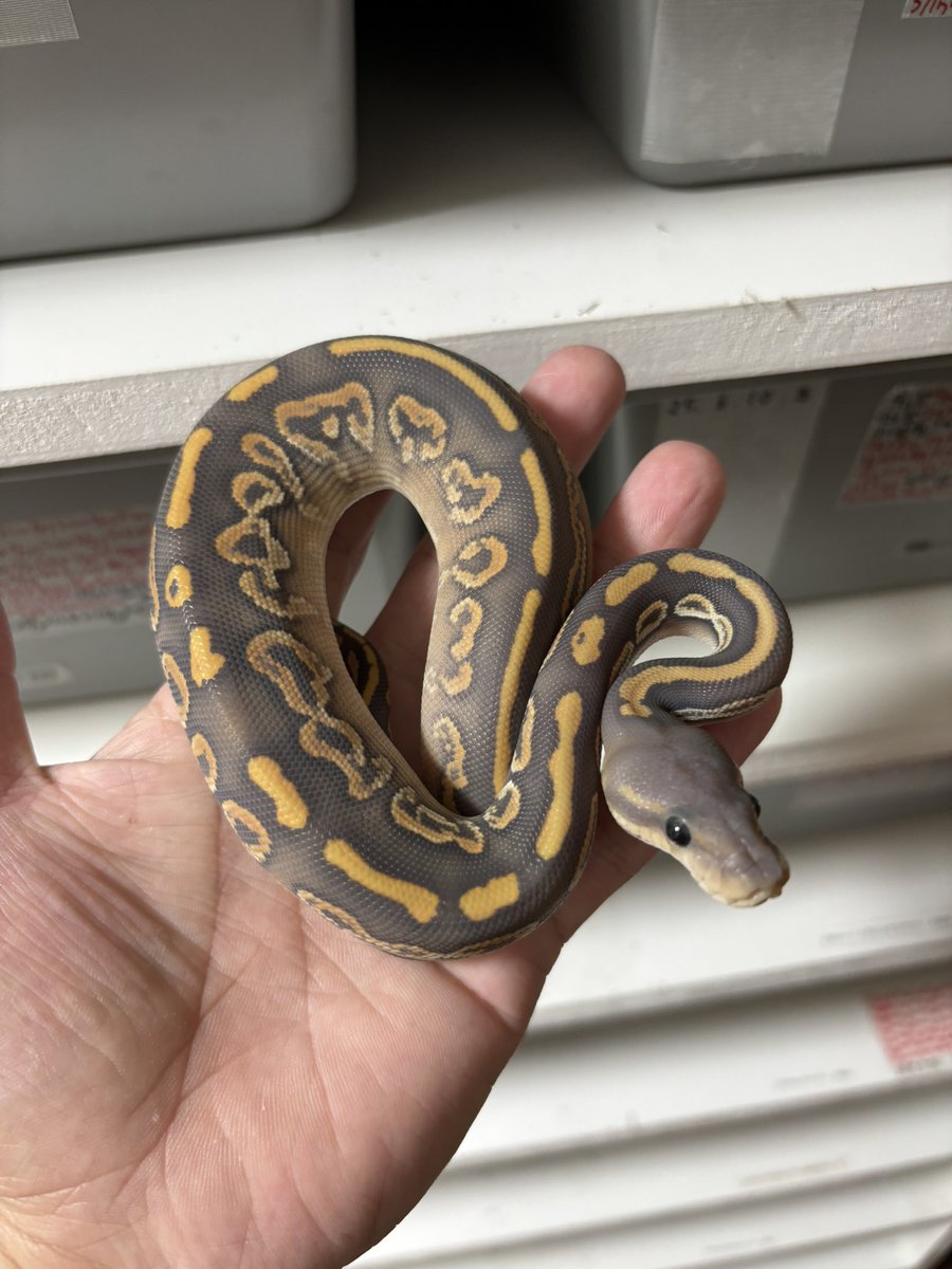 bbsmcb1's tweet image. ブラックパステルモハベゴースト50%hetクラウン♀
実物はもっと紫です☺️