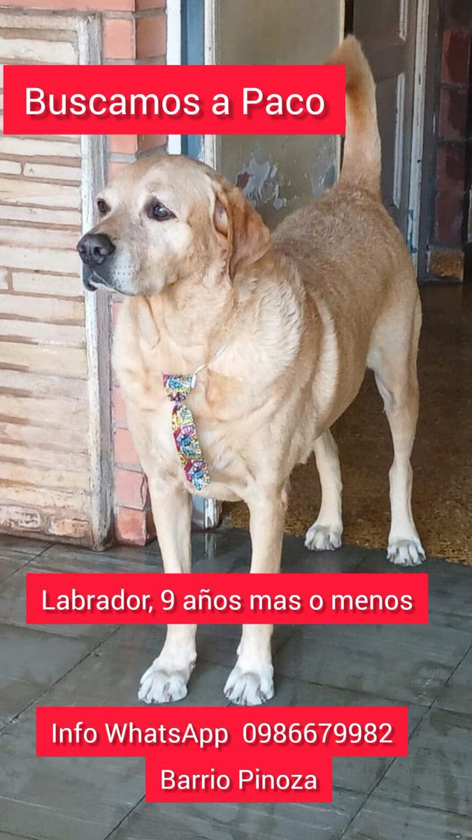 Migrava09's tweet photo. Ayudanos a encontrar a PACO, labrador 9 años aproximadamente.
Visto por última vez en fecha 29 de Septiembre cerca del Biggie de Bruno Guggiari. 
Cualquier información es de ayuda Info al WhatsApp 0986679982  (Maria) https://t.co/6HNkZM0uYj