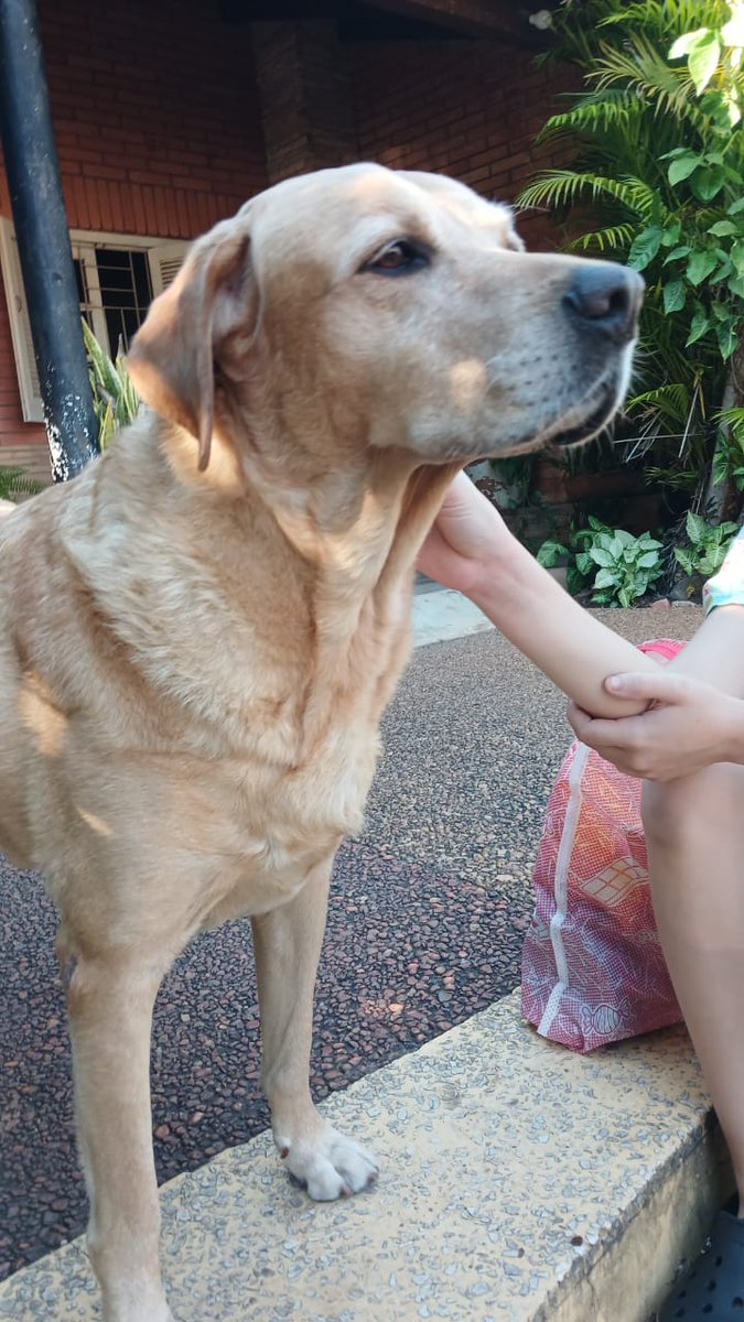Migrava09's tweet photo. Ayudanos a encontrar a PACO, labrador 9 años aproximadamente.
Visto por última vez en fecha 29 de Septiembre cerca del Biggie de Bruno Guggiari. 
Cualquier información es de ayuda Info al WhatsApp 0986679982  (Maria) https://t.co/6HNkZM0uYj