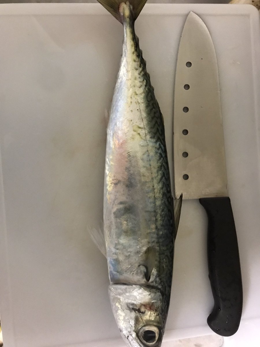 釣ったイカ🦑でサバを釣る😆

#夜中のちょこ活　
#一年ぶりの禁酒
#酒を断ちたきゃ釣りに行け
#群れサバの一口ベイト状態