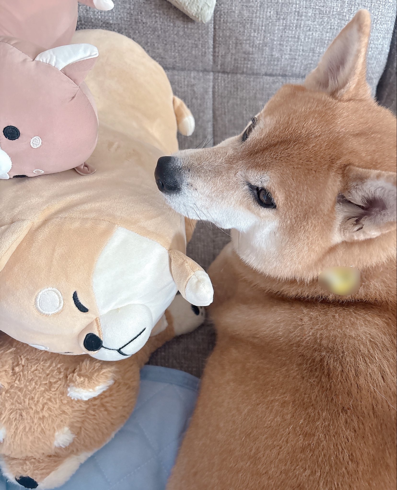 柴犬むぎ (@shiba_inu_mugi) / X