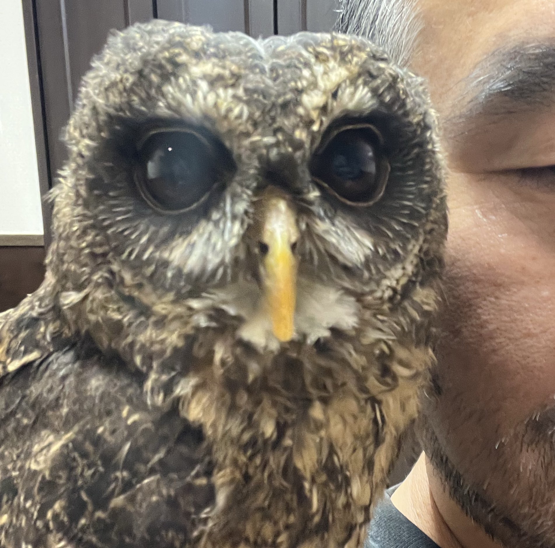 茶色いブラウン しぇふ染め×かけるり 土身フクロウ 茶色いブラウン しぇふ染め×かけるり 土身フクロウ