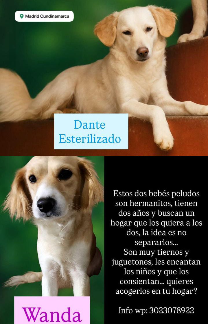 🐶 Compartamos 🙏 Este par de bellezas están en adopción y buscan un hogar definitivo. 📍 Se encuentran en Madrid, Cundinamarca pero las llevamos donde nos digan.  

<a href="/andreanimalidad/">Andrea Padilla Villarraga🐆</a> <a href="/jhonnra/">Jhonn Rodríguez Arciniegas</a> <a href="/DanielSamperO/">Daniel Samper Ospina</a> <a href="/AleGiraldoP/">Alejandra Giraldo</a> <a href="/MONYRODRIGUEZOF/">MÓNICA RODRÍGUEZ 🐤</a> <a href="/piedrahitangela/">Ángela Piedrahita 🐤</a> <a href="/laurarubiogu/">Laura Rubio</a>