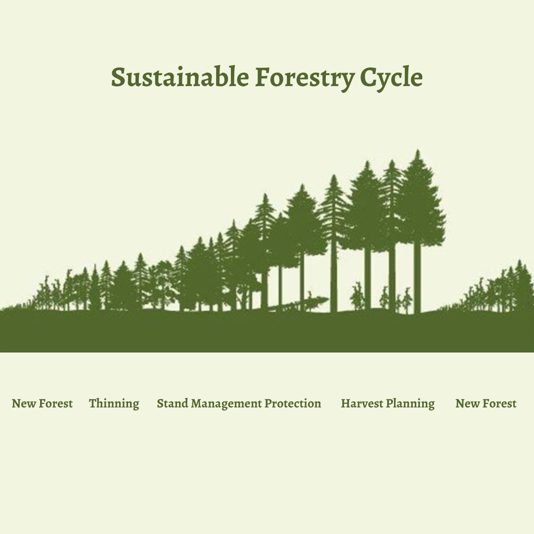 Washington's sustainably managed working forests follow a continuous cycle of planting, growing, harvesting, and replanting. It mimicks the natural cycle of a forest while maintaining forest health, biodiversity, and economic opportunity. #workingforests