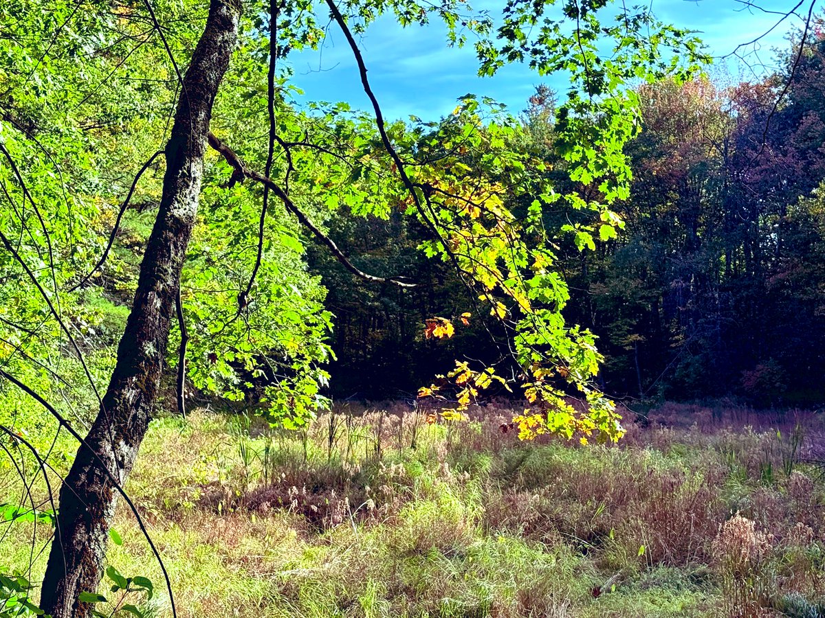 A glimpse into an open field with ground cover becoming shades of gold and brown. #maine #fall #autumn #trees #eastcoast #newengland