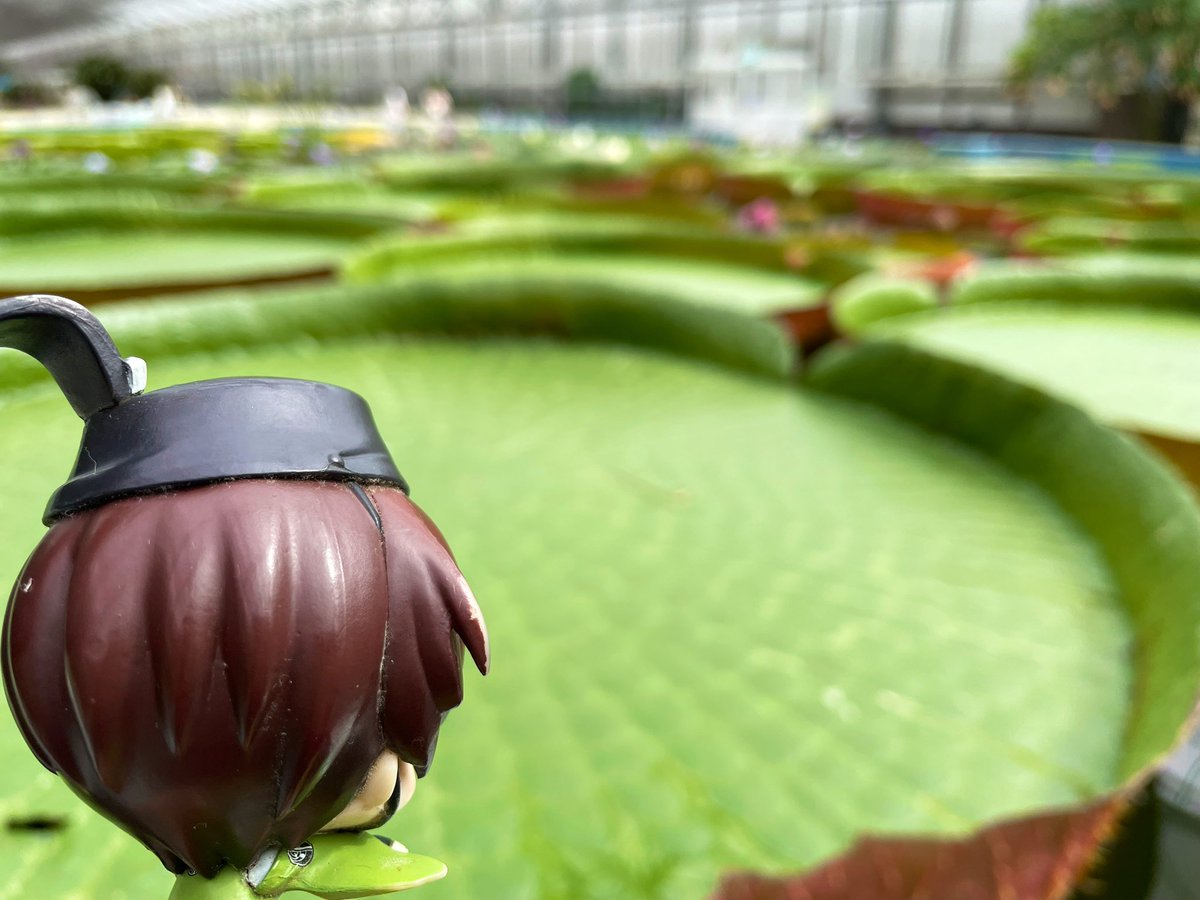 enamell's tweet photo. （乗せてOKの葉っぱでした） https://t.co/Z669tYPdEI