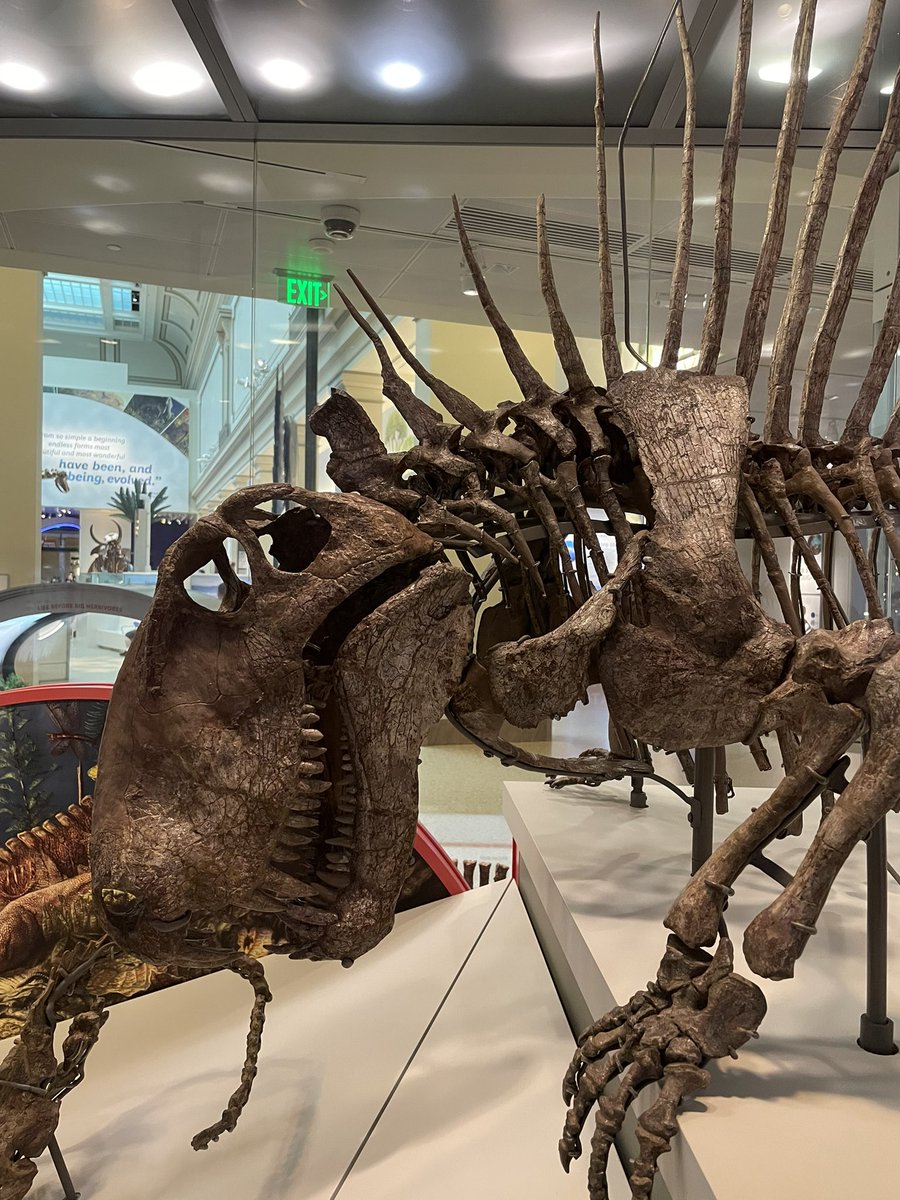 micropaleov's tweet image. スミソニアンに展示された、実物化石で組まれたテキサスのディメトロドン🇺🇸