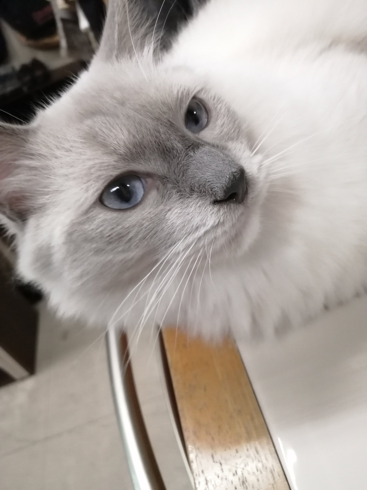 にゃおん sddefault.jpg