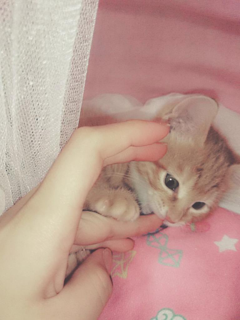 バロン🐈🐾 tweet media