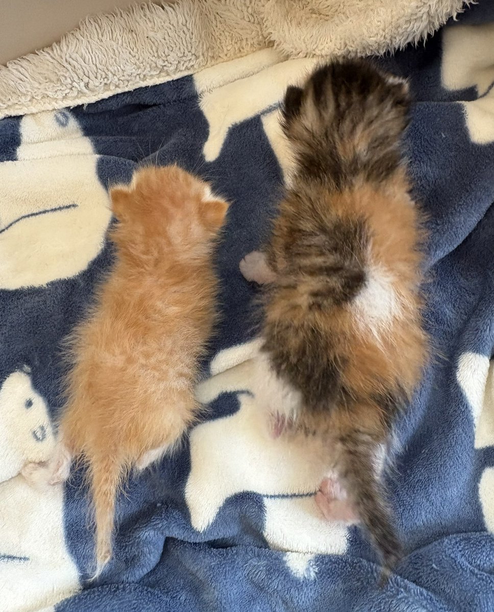 pecochan様御予約❤生後8日子猫ちゃん♡本当にミルク飲めるよ♡ちー出ます♡ 子猫 – търсене / X