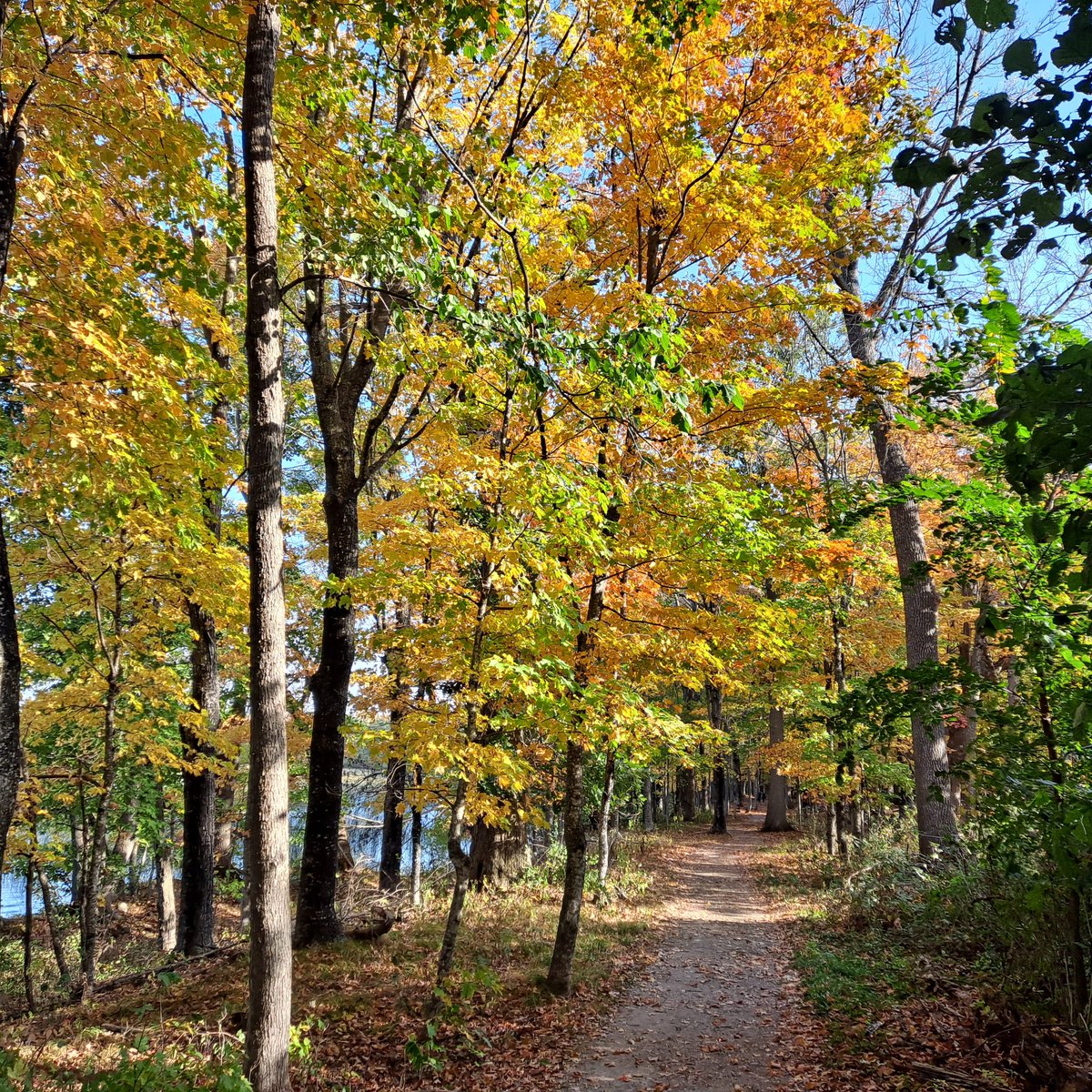 Happy Hikes Fall Colors Tour: 2025
I started the season off in Mille Lacs Kathio State Park and Father Hennepin State Park! Awesome! 25%-50% color. 🍁🍂🚗❤️🙂
