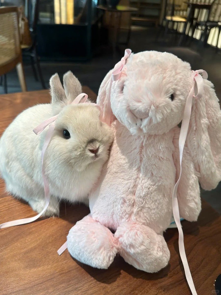 Why you should have a rabbit tweet media