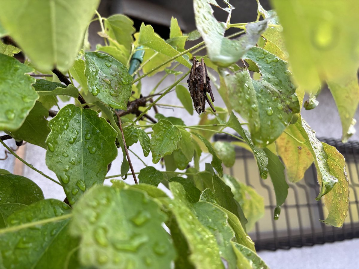 ok_orientaru's tweet photo. この植木には、もう長いことぶら下がっているミノムシ？がいます。大雨でも負けずにくっついていて...縁起が良いらしいので、引き続きぶら下がっていてくれると嬉しいよね？？

#外猫 #猫のいる暮らし #猫のいる幸せ #ミノムシ #縁起がいい https://t.co/bGxjLldOTj