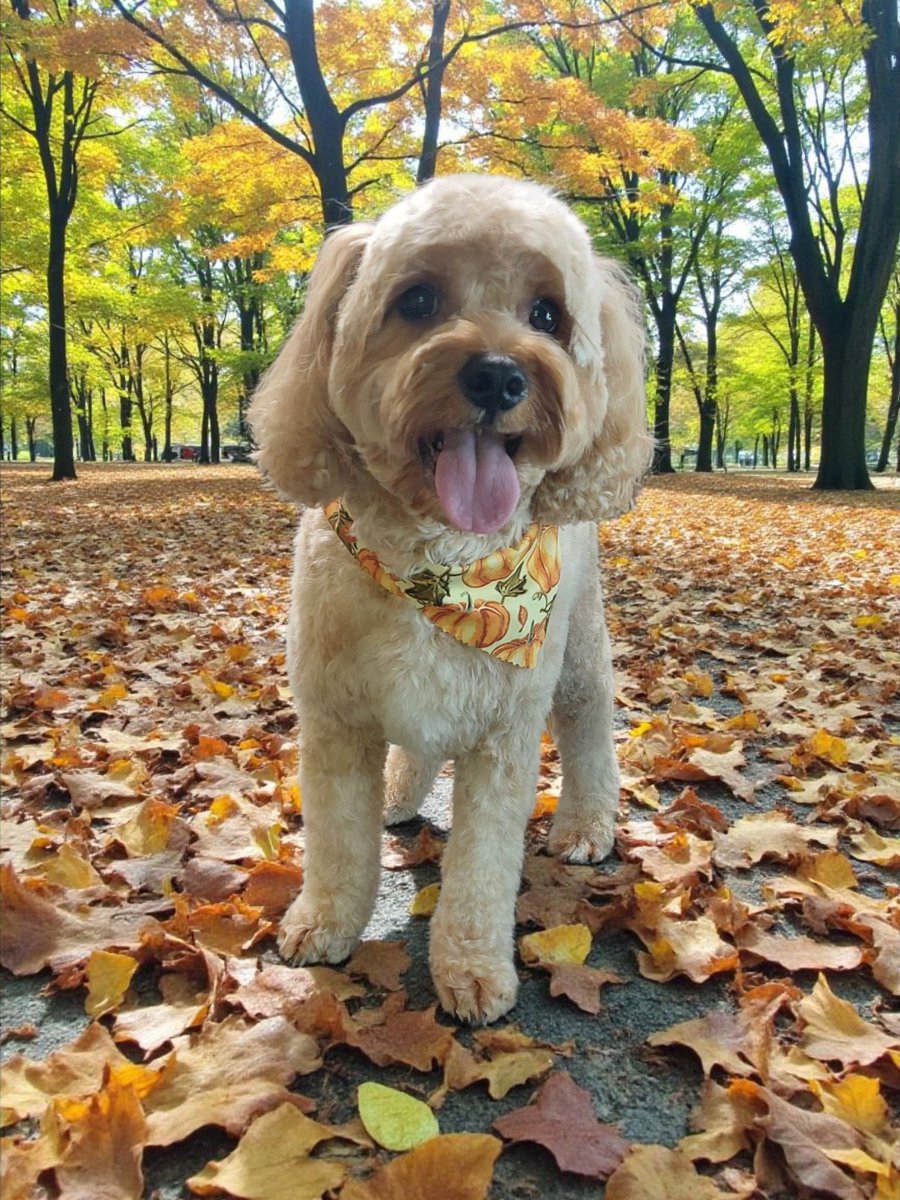 Charlie’s Fall photo 😍