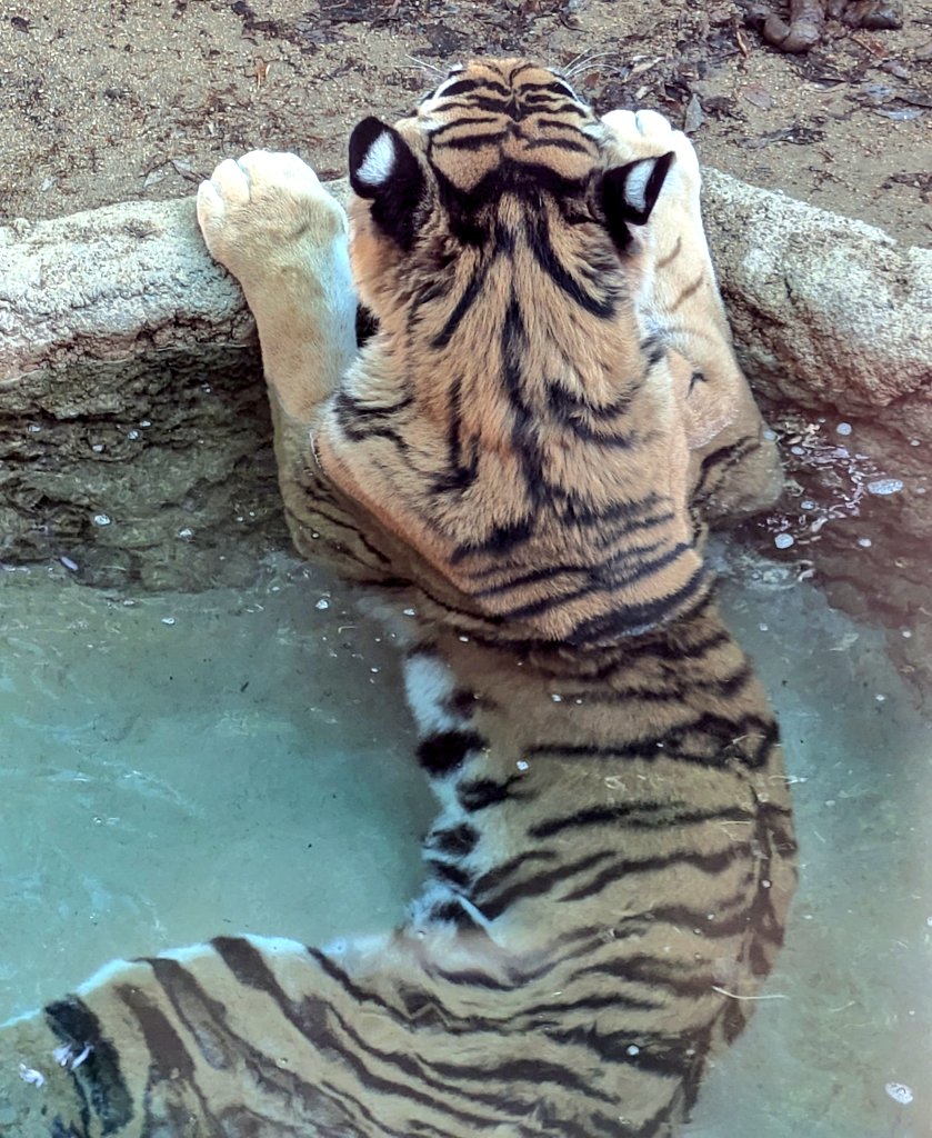 ojizoosummit's tweet photo. 半身浴🏊‍♂️をする #アムールトラ #ミシュカ 殿🐯
両前足を置いての半身浴🏊‍♂️は可愛すぎます🐅💕
水浴びは気持ちよかったかな❔
#トラ #王子動物園 #アドベンチャーワールド #神戸市立王子動物園 #王子公園 #王子公園再整備 #王子動物園市民サミット https://t.co/5Bu2Z17TgX