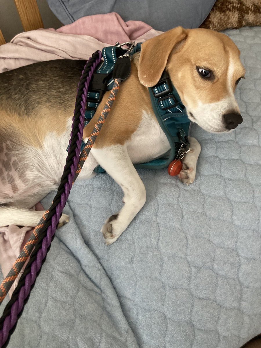 milo714milo's tweet photo. お散歩行きたくなくて倒れこみ犬 https://t.co/Cjb2ikshv8