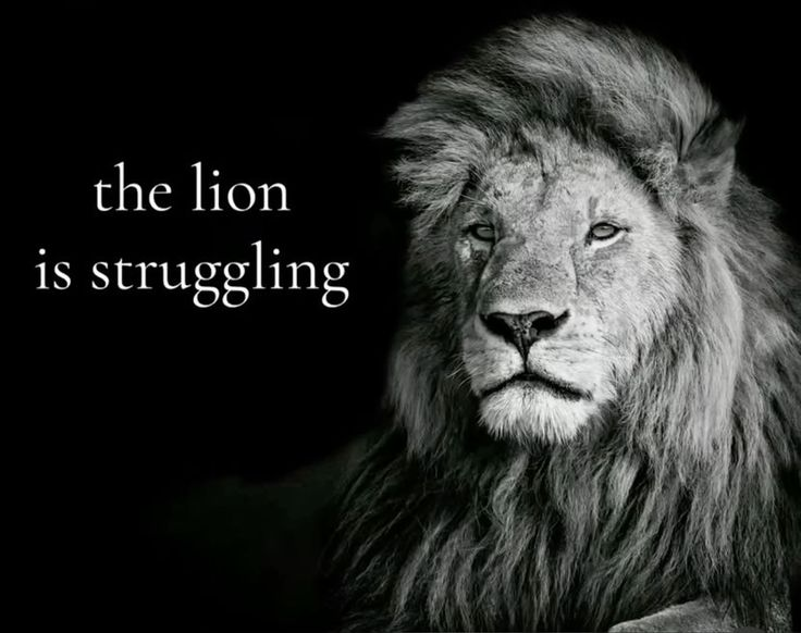 Ikbangers's tweet photo. The Lion is weeping for Zoey.. (Go read chapter 14 I just posted it) 

#KpopDemomHunters #Polytrix #Zoey #zoeymira #fanfiction #AO3 #Latenightsearlymornings https://t.co/ojnObC6Uwt