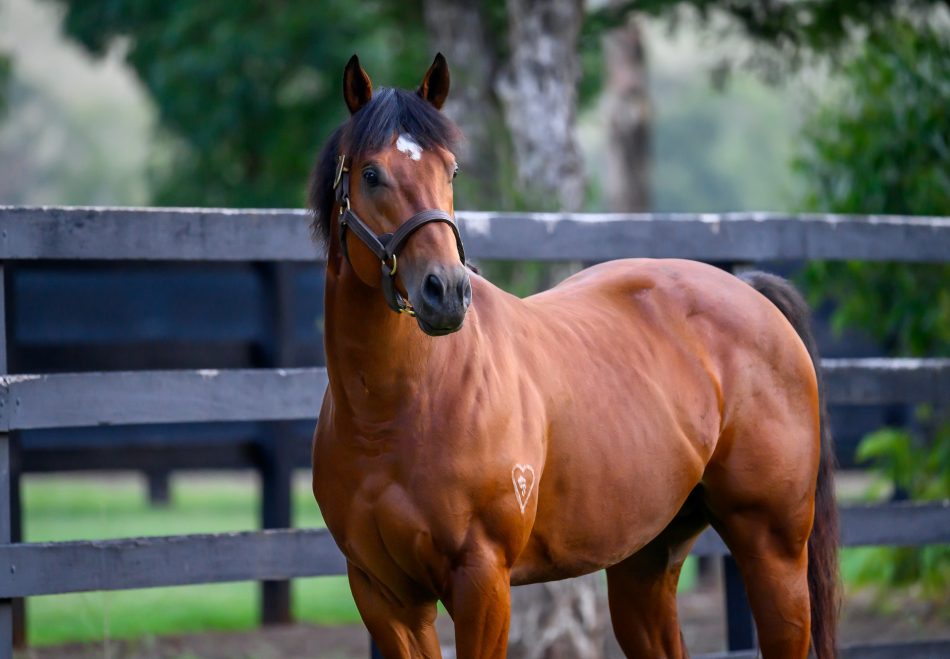 Black Type Racing tweet media