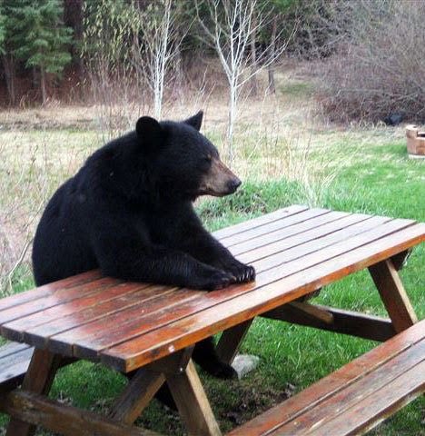 SleeperBears tweet media