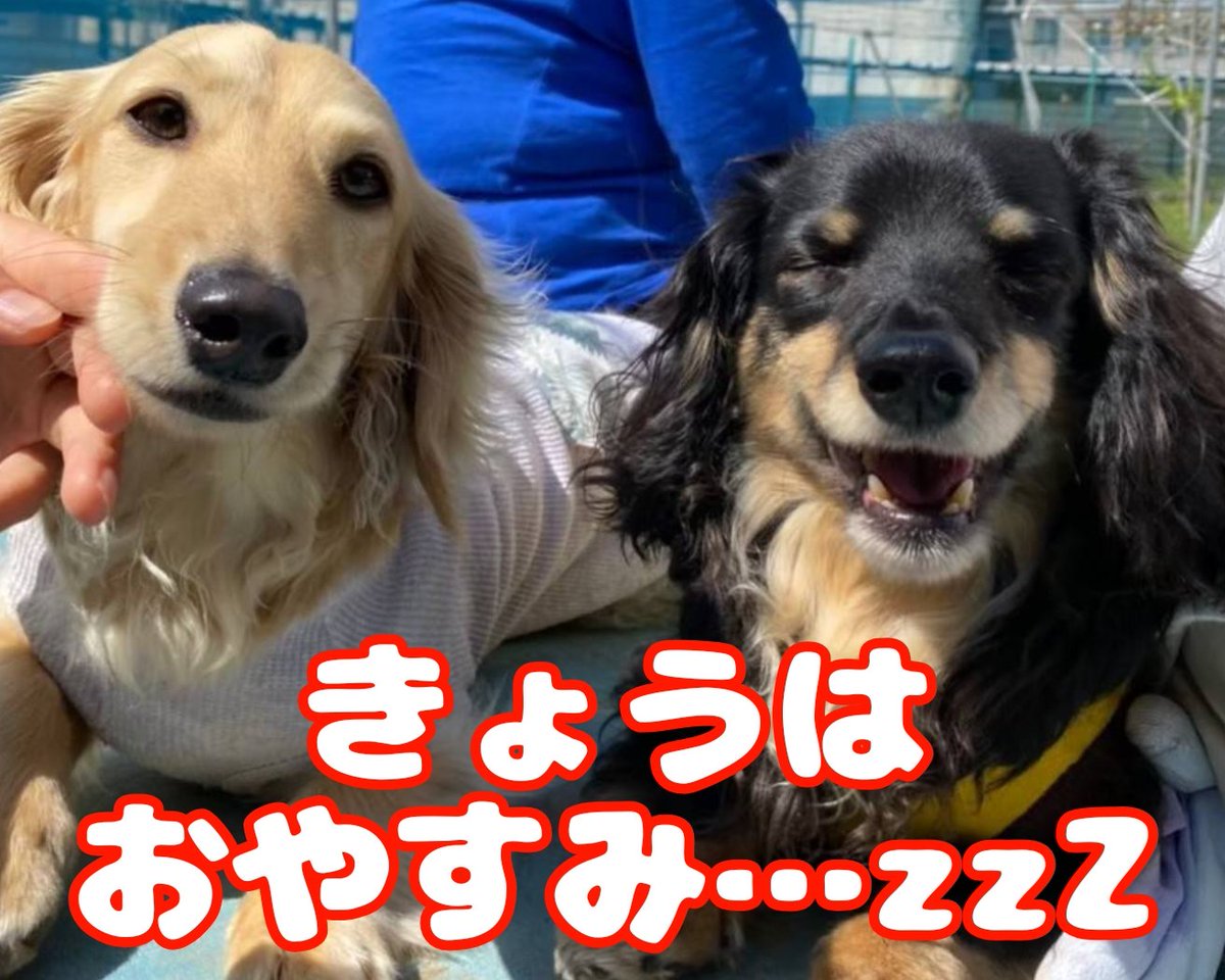 maruna74en's tweet photo. 【臨時休業のお知らせ】

《10/3(金)》は《⚠️臨時休業⚠️》です！

明日〔10/4(土)〕は11時より営業しますが、本年度最後の営業になるかもしれませんのでお心残りのないようにご来店ください🙏✨
なお、袋梨のご予約は受付終了となっております。ご了承ください。 https://t.co/mnXzT9f7rK