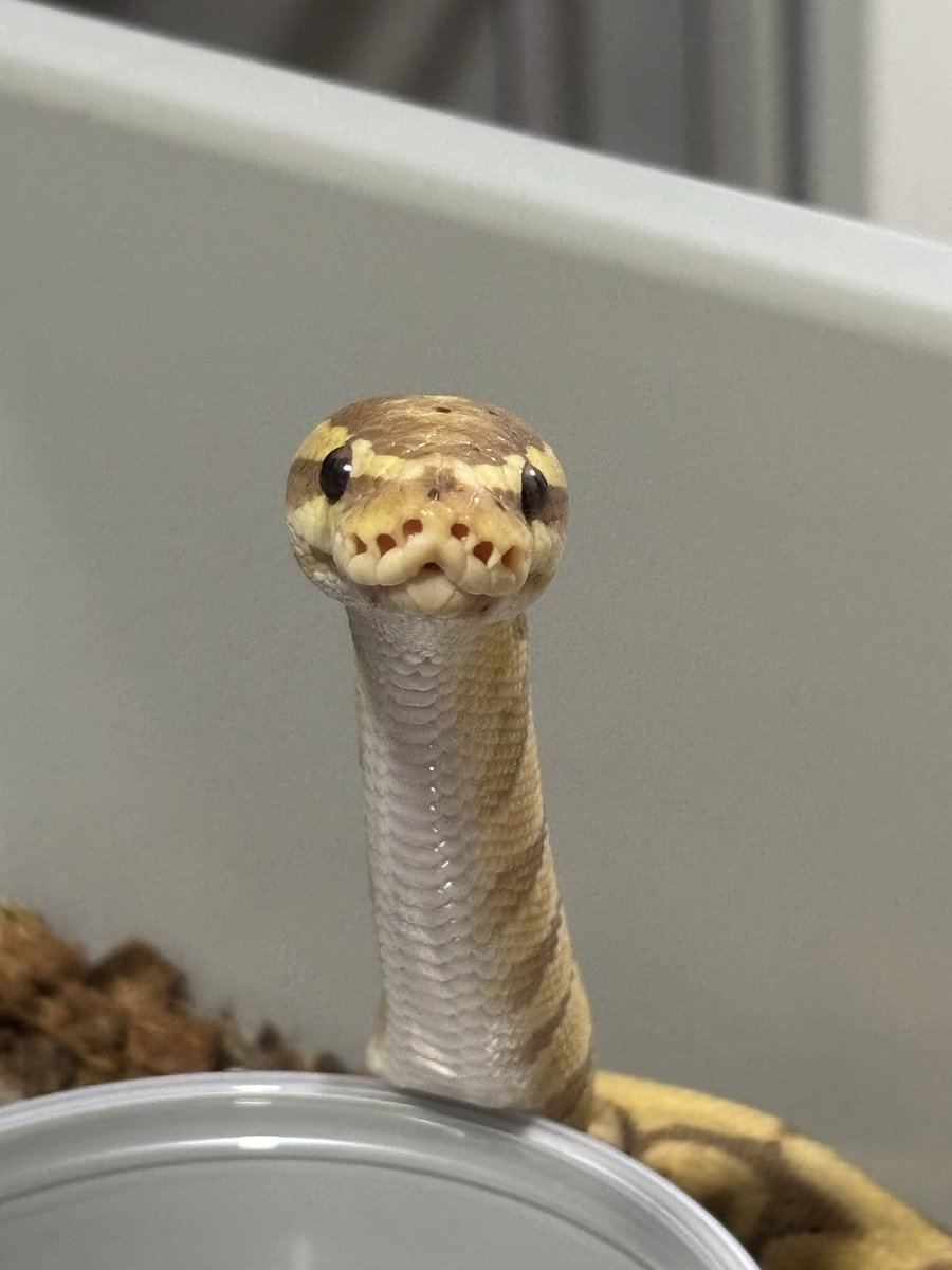 にゅーん🐍
#ボールパイソン
