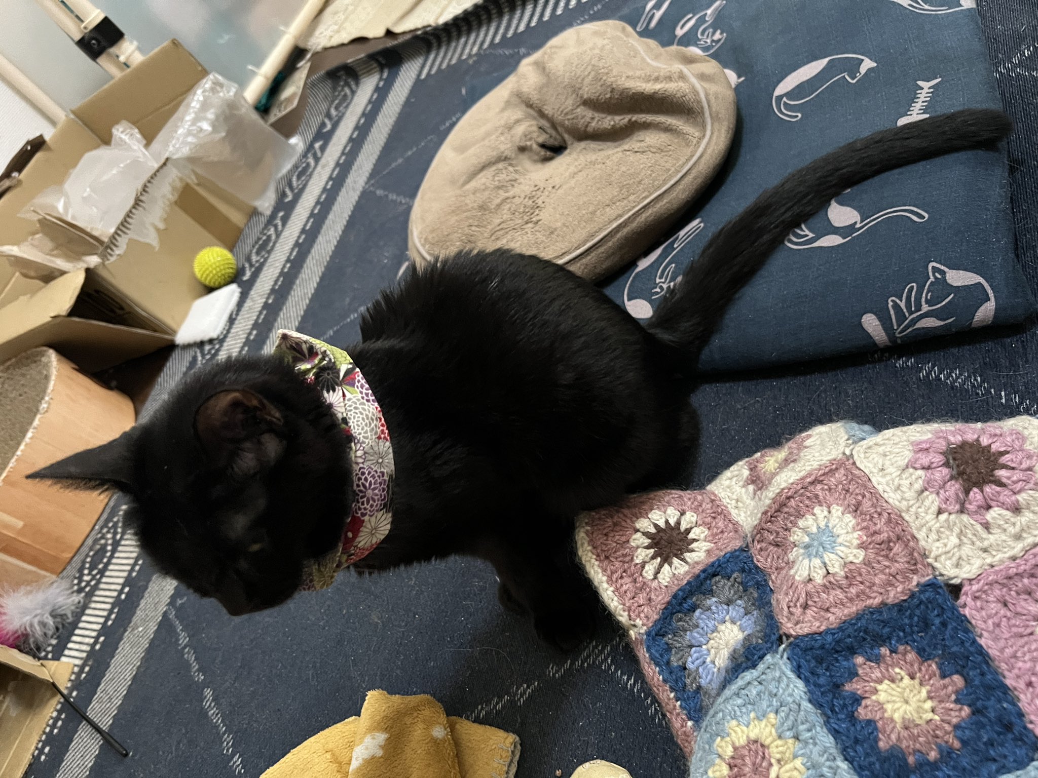 きじねこ キジ渦