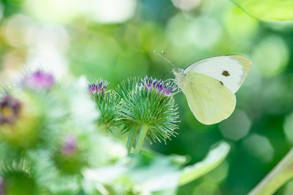 Earthwatch_Aus's tweet photo. Have you seen the White Cabbage Butterfly? 🦋
Your observations can help us understand how species are adapting to environmental changes.

📱 Download the ClimateWatch app and record your sightings to help scientists track changes over time: https://t.co/kr1SrMC0cw https://t.co/bTddhuWITV
