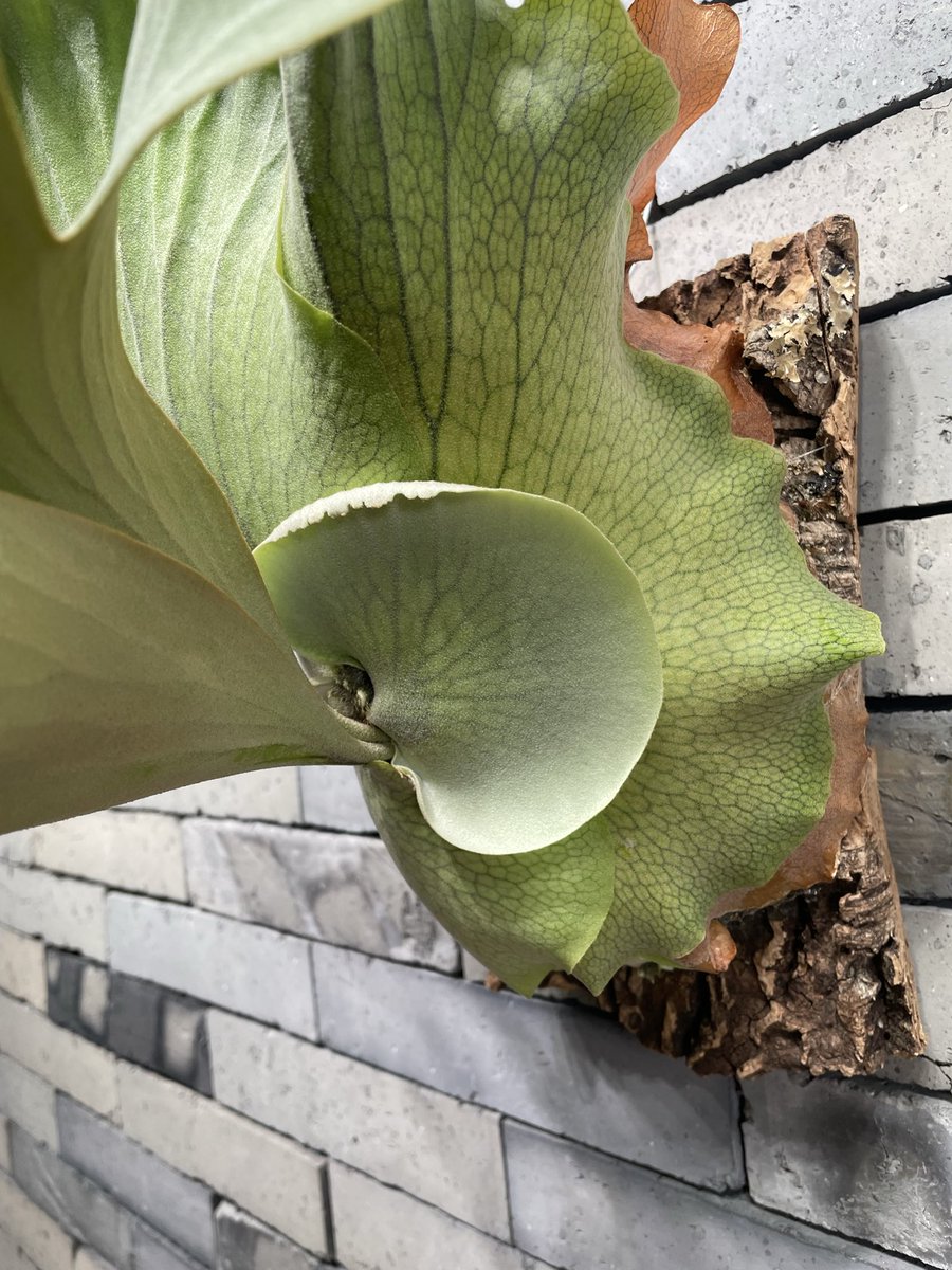 ビカクシダ P. 'Ginka' x 'Rydeen'
ほぼギンカ