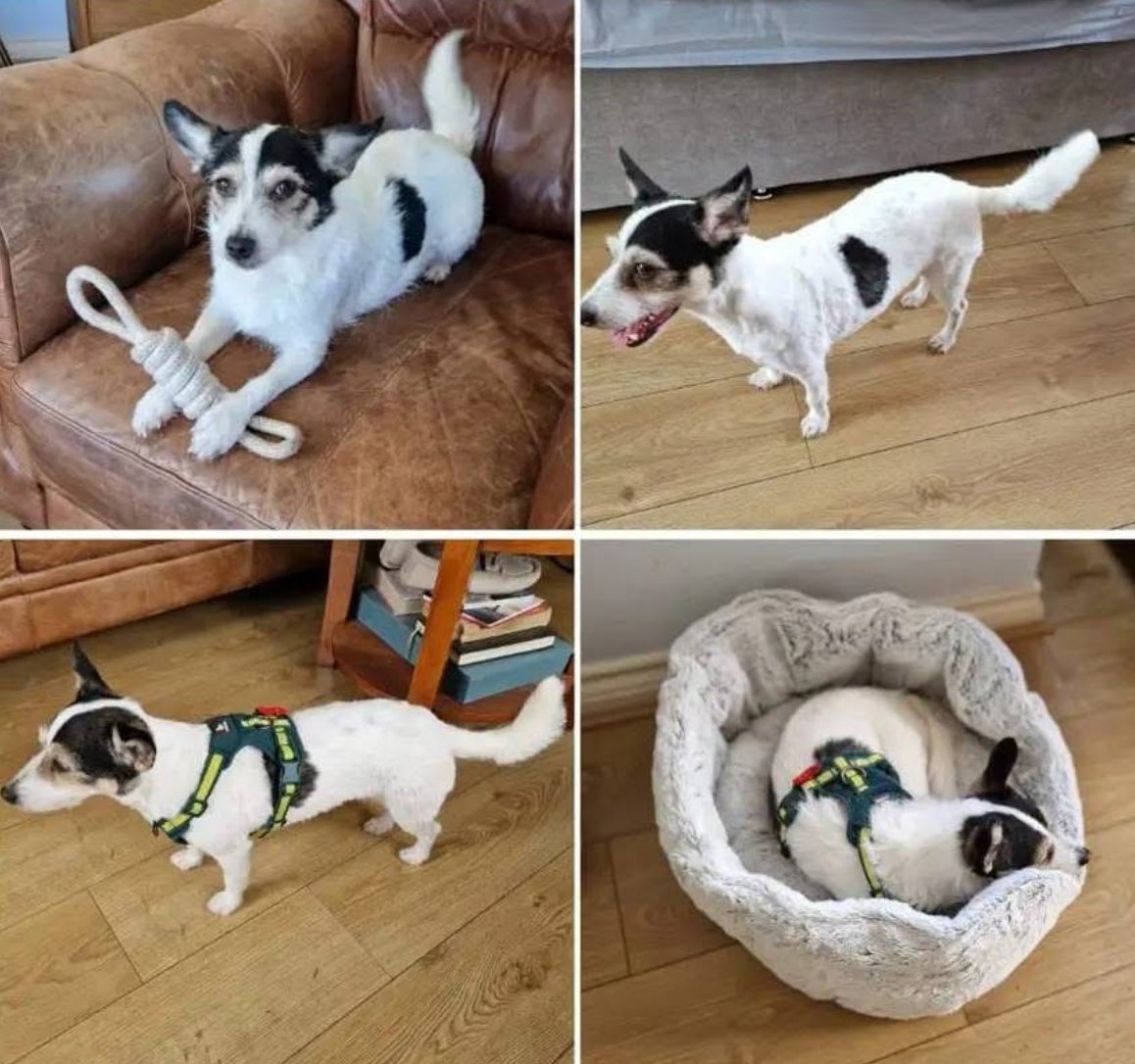 Missing Pets GB (@missingpetsgb) on Twitter photo Noodles has been found safe after a sighting!!! 
A happy ending ❤ #REUNITED 
Thank you everyone Noodles has been found safe after a sighting!!! 
A happy ending ❤ #REUNITED 
Thank you everyone