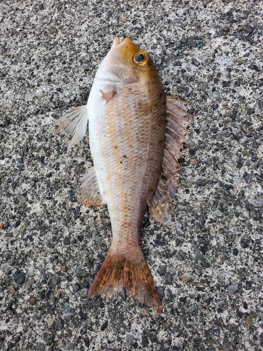 RiBABYDoLL's tweet photo. この魚、なんですか？ https://t.co/uqy8wJaNjL