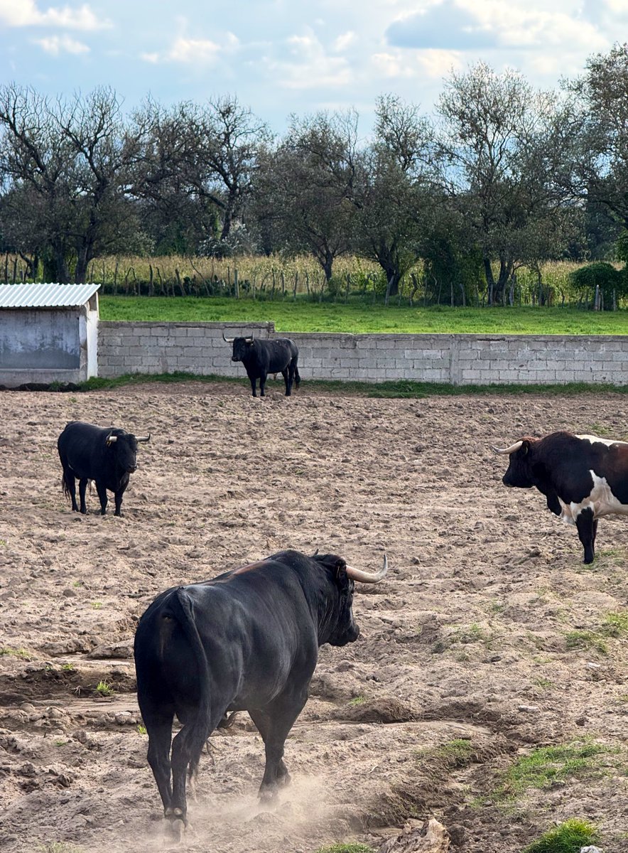 Emiliano Abreu (@donemilabr) on Twitter photo 