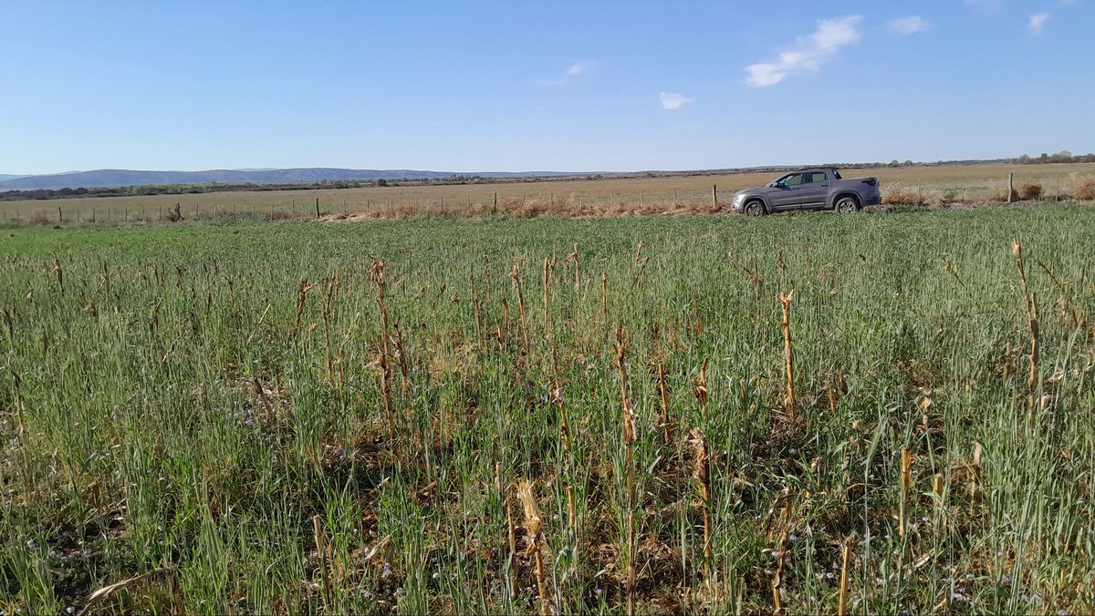 Aplicacion para secado de cultivo de servicios. 
Centeno Don Norberto INTA
Siembra aérea sobre maiz 
(Marzo 2025)

<a href="/bongiovanniagro/">BONGIOVANNI AGRO SRL</a>
<a href="/INTAsanluis/">INTA San Luis</a> 
<a href="/jccolazo/">Juan Cruz Colazo</a>