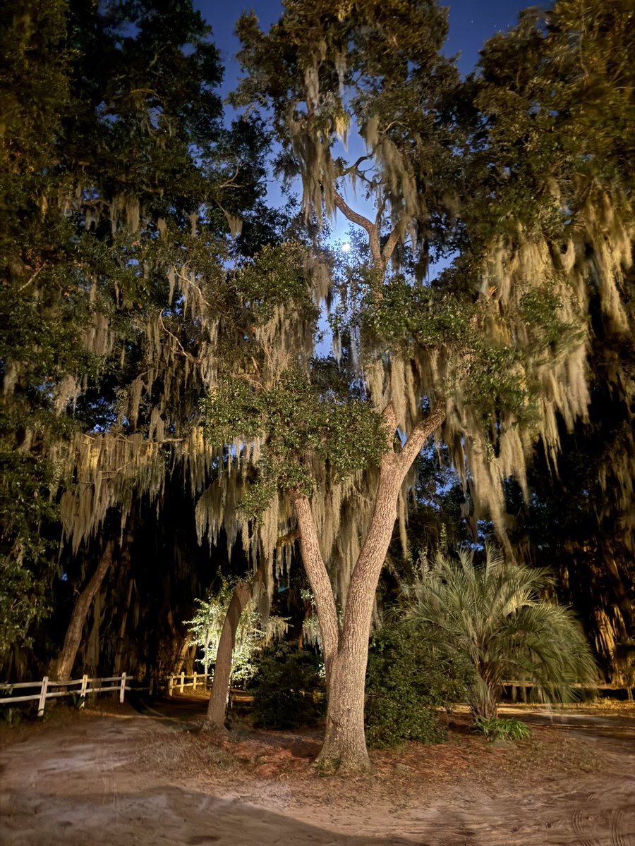 jthope's tweet photo. Nights… #lowcountry #SouthCarolina https://t.co/3p1s5hmM2x