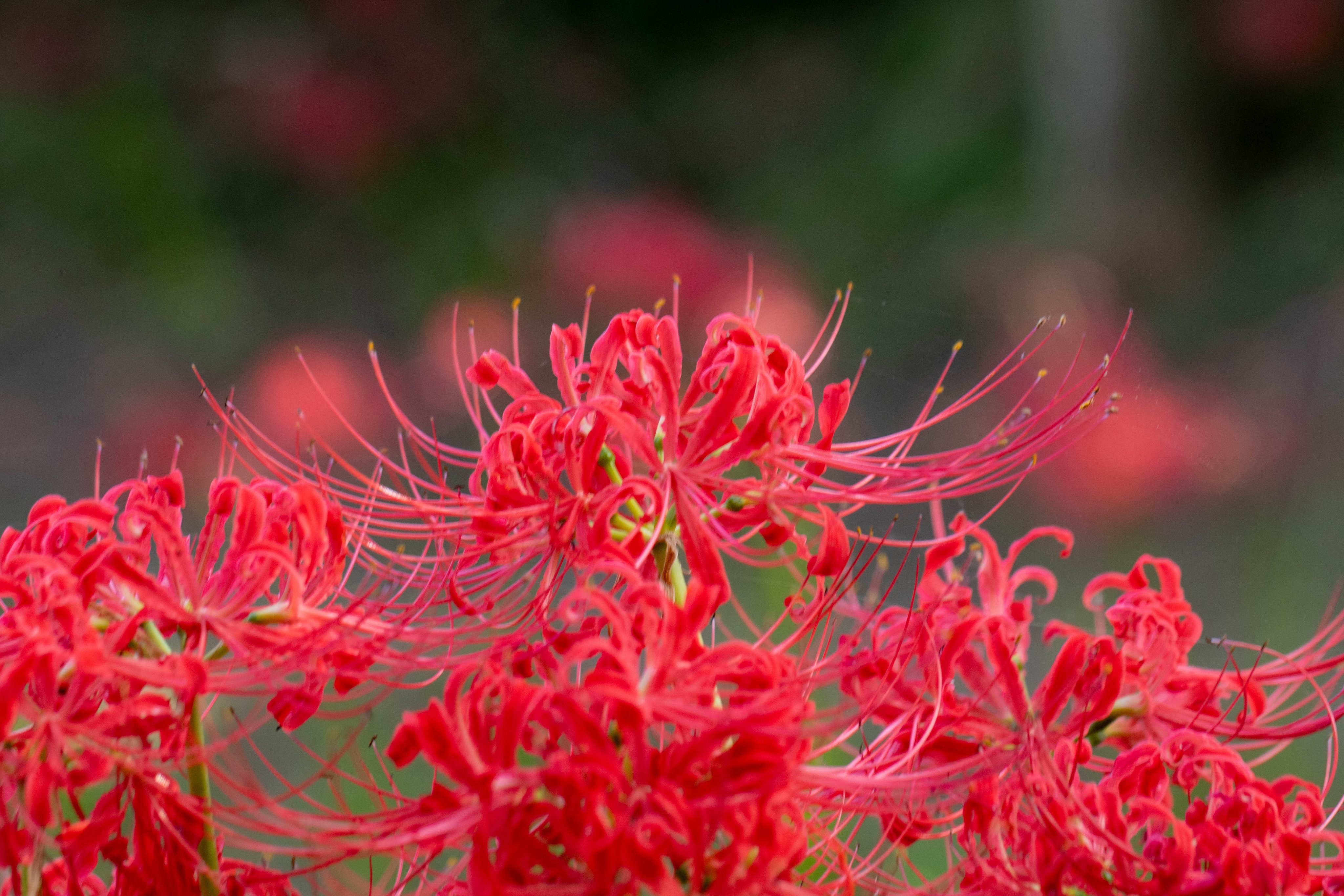 開花❗️ 大玉グアバ　ピンク　耐寒性 𝒀𝒖𝒅𝒚𝒔𝒖𝒏 𝑷𝒓𝒂𝒕𝒂𝒎𝒂🇯🇵🇺🇦 on X: 