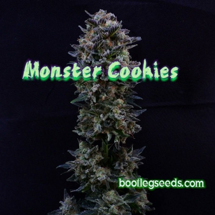 Bootlegseeds.com for all your seed needs next day Shipping tracking with every order. Free unreleased pack of seeds in every order. Oh ya super sized packs till the end of the year .dont throw that hard earned moola down the drain .