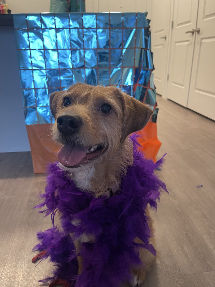 swiftieshy's tweet image. Showgirls (and show pups) reporting for duty!💙🧡 @taylornation13 @taylorswift13