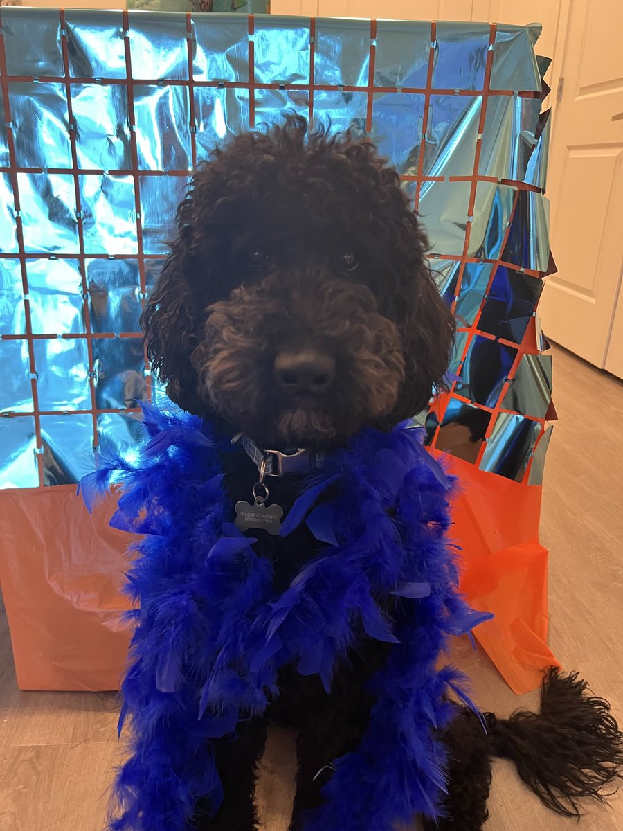 swiftieshy's tweet image. Showgirls (and show pups) reporting for duty!💙🧡 @taylornation13 @taylorswift13