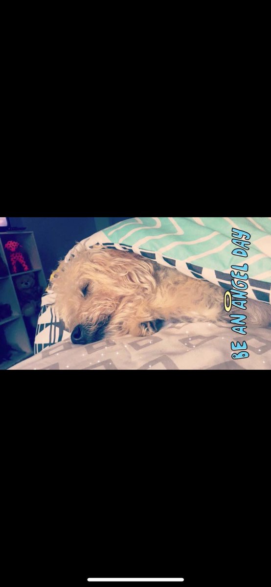 SincerelyLA_'s tweet photo. Huey, I miss you more than I can put into words. I am so sorry this happened to you. It’s so much I wish I could tell you but all I can say is I love you. And thank you. Thank you for protecting me for 14 years &amp; being the best boy EVER. plz come back soon my love💔😞 https://t.co/9ZWP2dXEv6