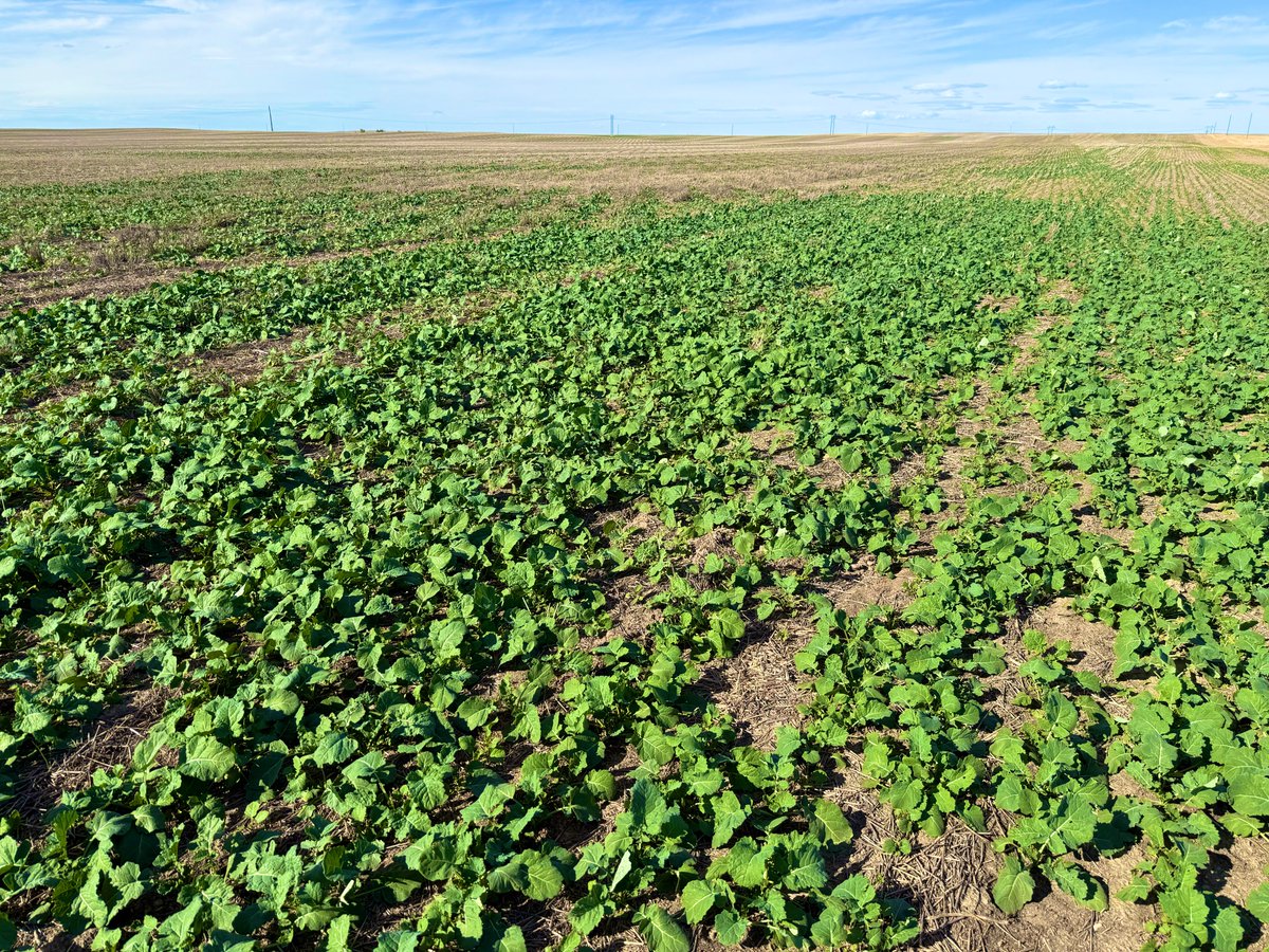 Same field, same area, and exactly 2 weeks difference in growth on this winter canola field. 
What makes this one unique is it is a “plant last hybrid”. Meaning if life happens and you are getting late in planting your winter canola crop you may want to consider this hybrid as it