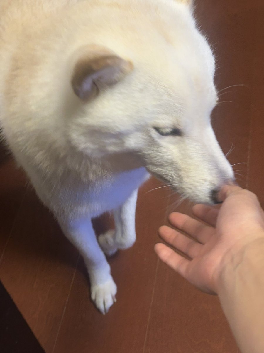 白狼

#柴犬