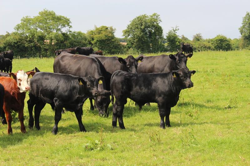 L’Irlande exporte beaucoup plus de broutards dlvr.it/TNRZZs