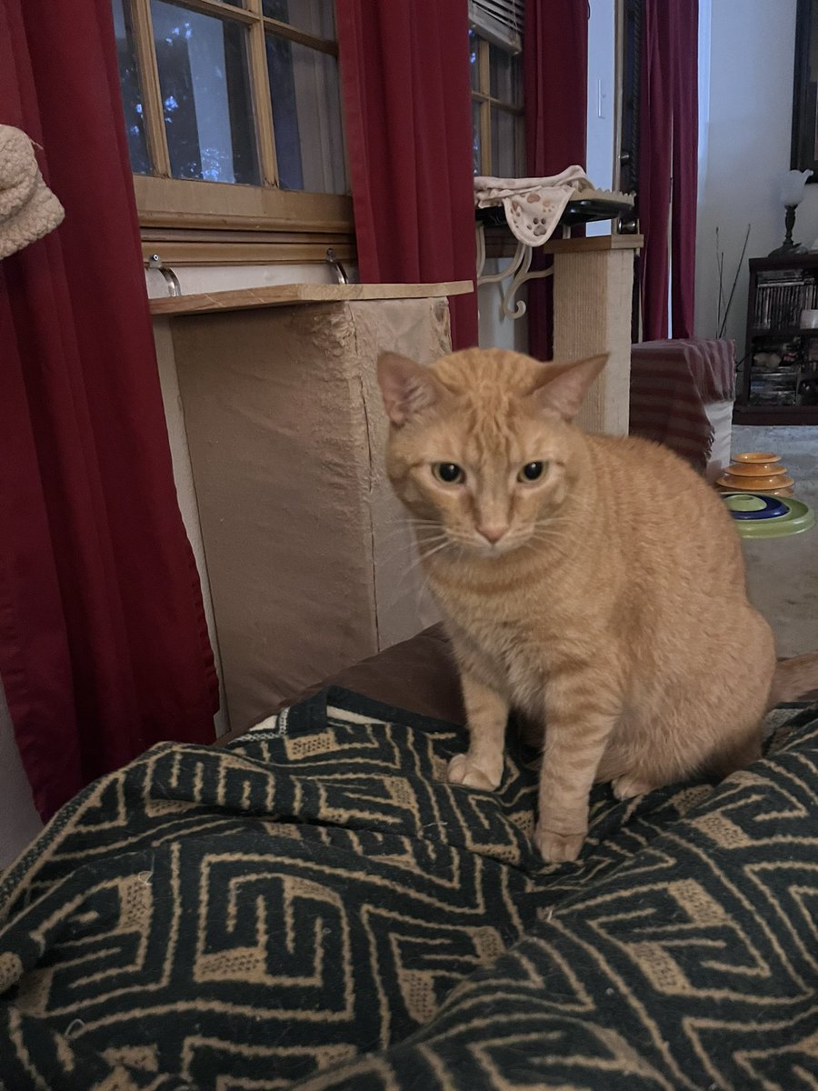 TwoCatsToday tweet media