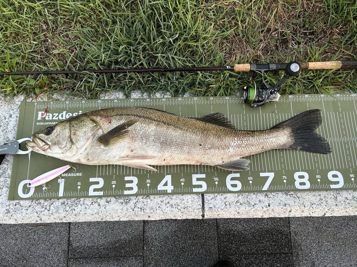 mtbertos's tweet photo. 今年100尾目のメモリアルフィッシュ、いつも通り鉄板バイブで小さいの釣ってもなぁ、ということで買ったばかりのトリックアッパーR 130Fを投げたら90センチのシーバスが誤爆からの追い食いでした👍

#オヌマン 
#尾沼正弥 
#武鱸 
#brow88m https://t.co/s1Gyg382Fg