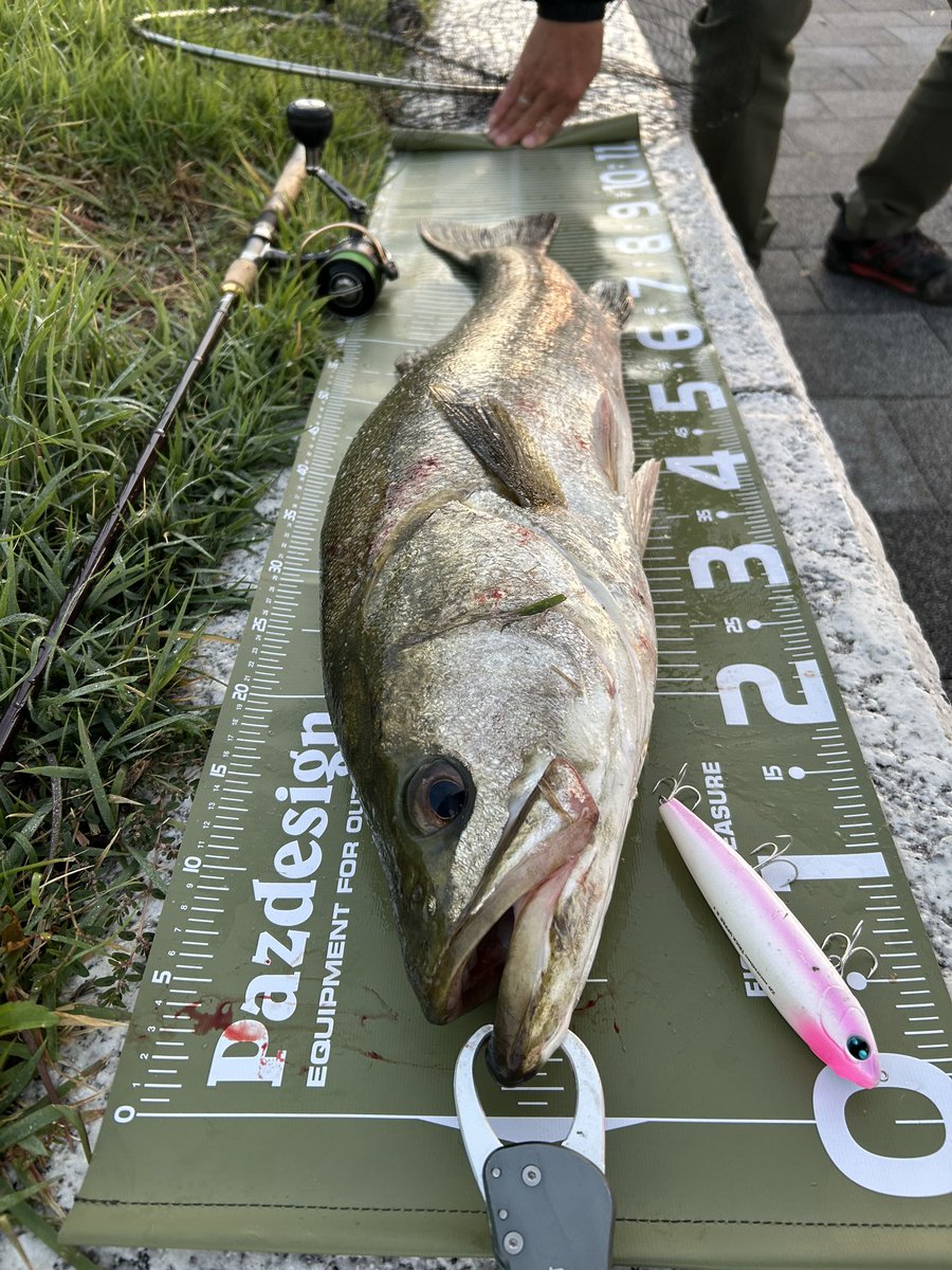 mtbertos's tweet photo. 今年100尾目のメモリアルフィッシュ、いつも通り鉄板バイブで小さいの釣ってもなぁ、ということで買ったばかりのトリックアッパーR 130Fを投げたら90センチのシーバスが誤爆からの追い食いでした👍

#オヌマン 
#尾沼正弥 
#武鱸 
#brow88m https://t.co/s1Gyg382Fg