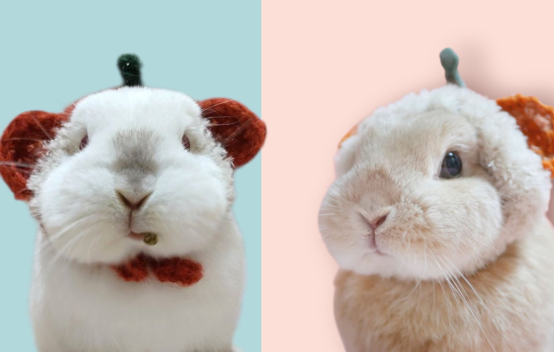 うさぎのひのき🌳 Hinoki bunny on X: 