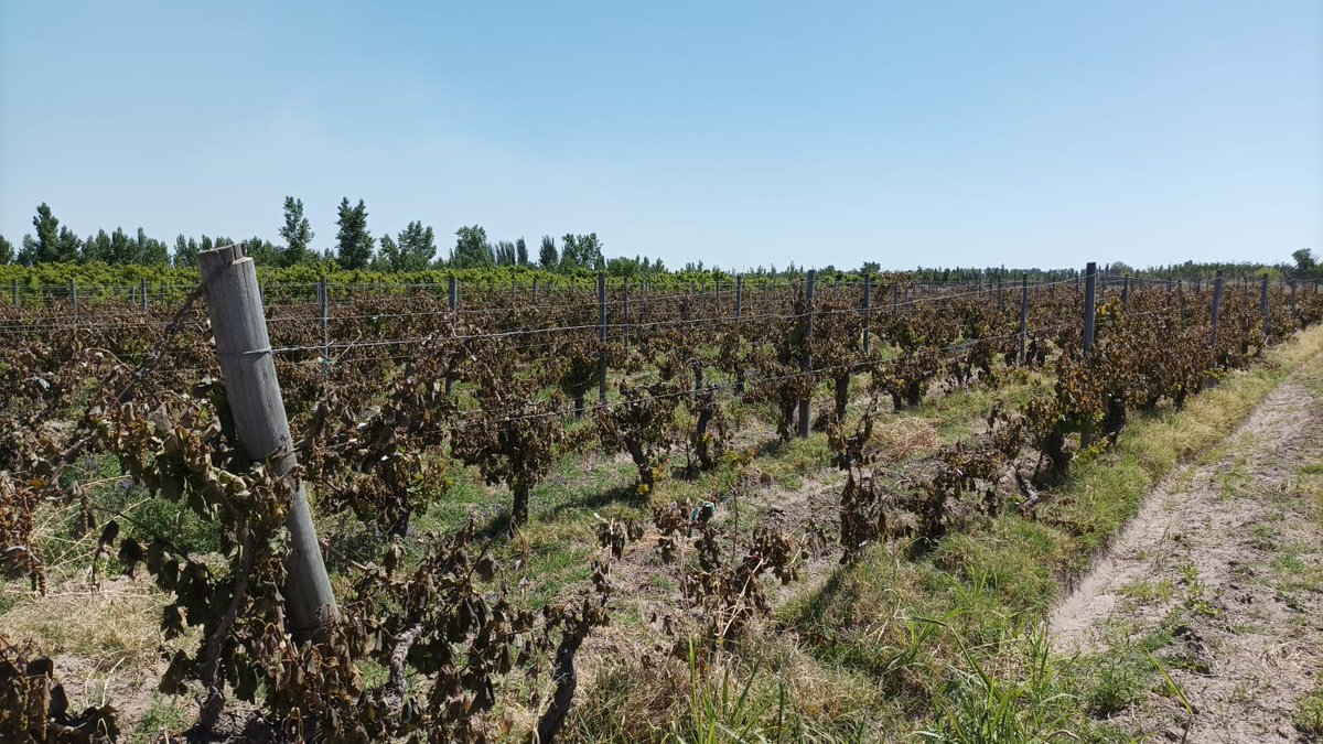 Desde la Asociación queremos hablar con claridad. Hoy, el viñatero mendocino está atravesando una de las peores crisis de rentabilidad que hayamos vivido en décadas. 

EL COMUNICADO COMPLETO:

 avm.org.ar/comunicado-avm…